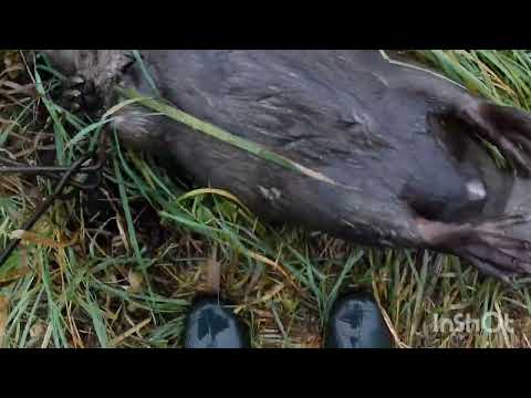 Видео: Охота на бобра капканами, сезон 25-2026 и первый бобр. 