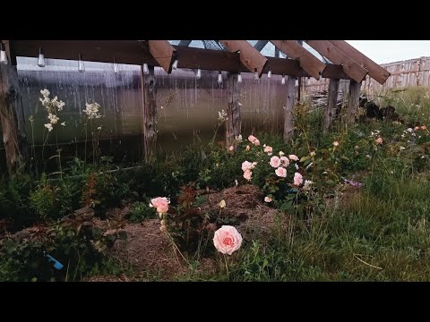 Видео: Розы одного вечера|Целый забор|Теперь мы обожаем косить траву