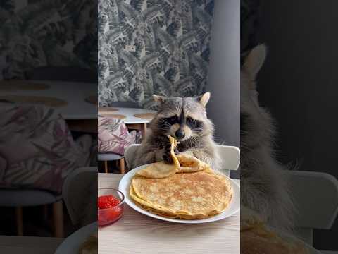 Видео: Енот Тема ест блины в масленицу 🥞