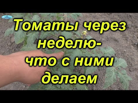 Видео: Томаты через неделю после высадки-что нужно сделать.