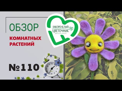 Видео: Обзор растений: фикусы, редкие сингониумы, эксклюзив ручная работа, подсолнухи и пионы  #110