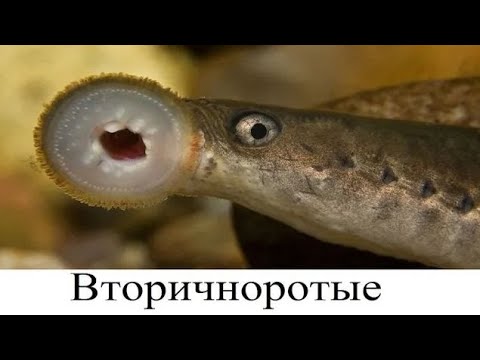 Видео: Вторичноротые