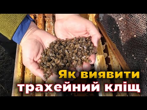 Видео: Підступний трахейний кліщ у бджіл. Профілактика і лікування!