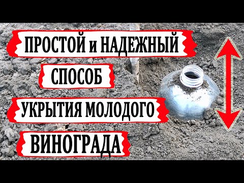Видео: 🍇 Как УКРЫТЬ на ЗИМУ молодой ВИНОГРАД! Берем обычную бутылку... это выдерживает до -30 градусов!
