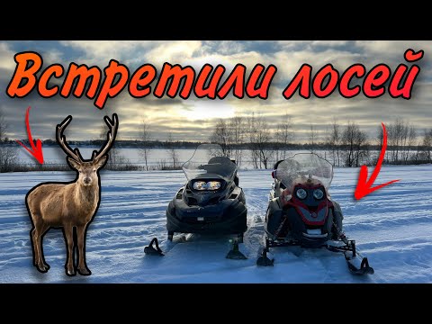 Видео: ВСТРЕТИЛИ 4 ЛОСЕЙ!!! // ПОКАТУШКА НА СНЕГОХОДАХ BRP LYNX YETI PRO V800 И BRP LYNX RANGER 550!!!