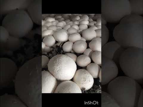 Видео: Производство шампиньонов.