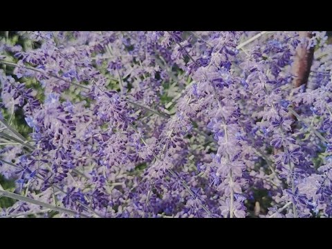 Видео: Перовскія Блю Спає, неперевершена 🥰