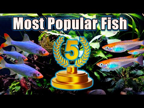 Видео: Топ-5 самых популярных рыб 2024 года!