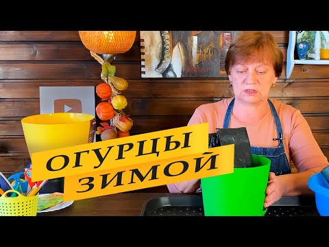 Видео: Выращивание огурцов дома. Огород на подоконнике.