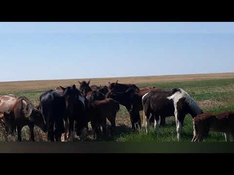 Видео: Жылқыда...В табуне...