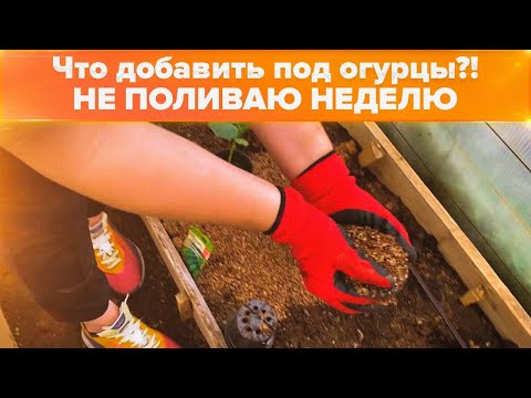 Видео: ЧТО ВНОСИТЬ В ЛУНКУ ПРИ ПОСАДКЕ ОГУРЦОВ? КАК НЕ ПОЛИВАТЬ РАССАДУ НЕДЕЛЮ?