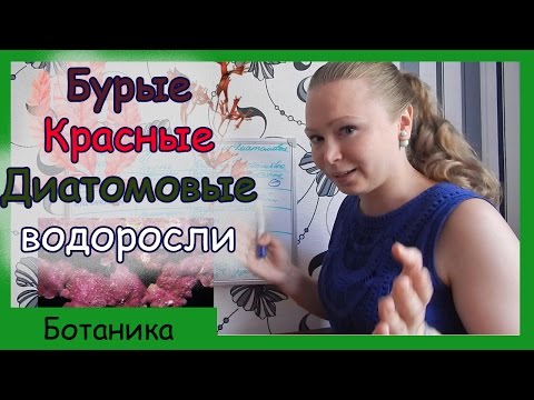 Видео: Бурые, красные, диатомовые водоросли.