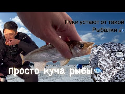 Видео: Сколько же там рыбы!!!Сахалинская рыбалка!Малоротая корюшка.озеро Буссе