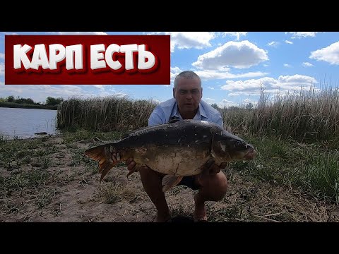 Видео: где в Николаевской обл. половить карпа