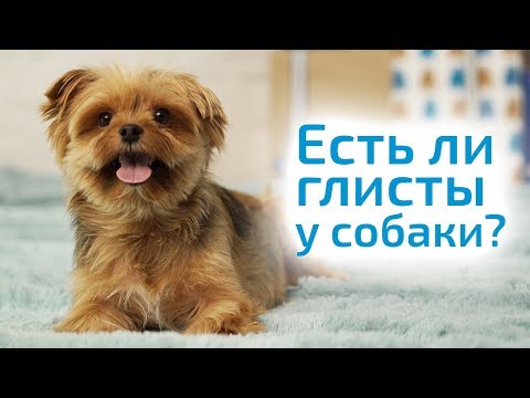 Видео: ГЛИСТЫ У СОБАКИ симптомы и лечение в домашних условиях. Как не заразиться глистами от собаки