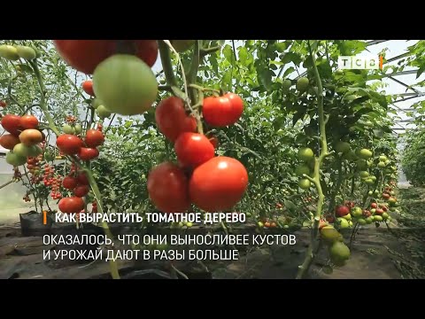 Видео: Как вырастить томатное дерево