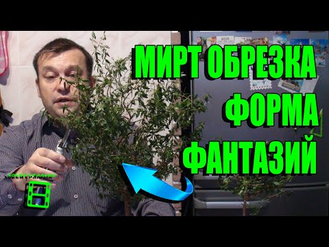 Видео: ОБРЕЗКА МИРТА В ДОМАШНИХ УСЛОВИЯХ ЛЕГКО. МИРТ ФОРМИРОВКА. ЭКЗОТИКА НА ПОДОКОННИКЕ
