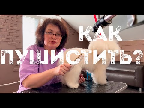 Видео: Шерсть Бишон фризе: твой главный кошмар или преимущество? Как правильно сушить и вычесывать Бишона.