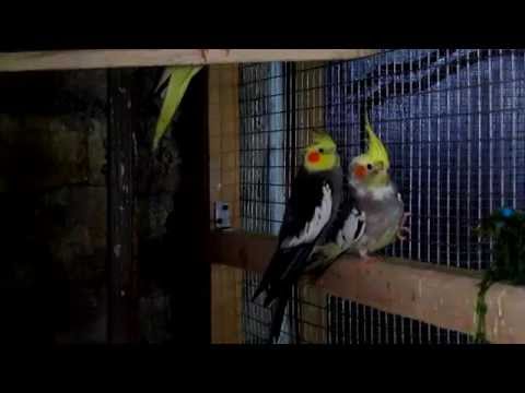 Видео: #Кореллы. Немного об этих птицах