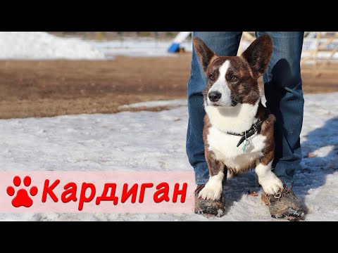 Видео: Вельш-корги кардиган | Характер, содержание и воспитание