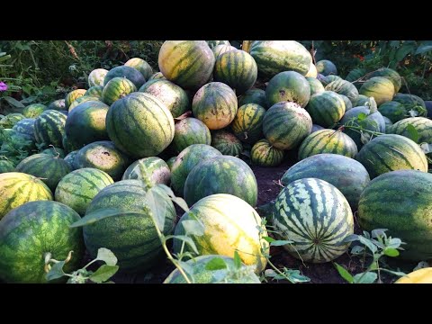 Видео: КАРТОШКУ ВЫКОПАЛИ ! В селе у СВЕКРУНЬКИ !