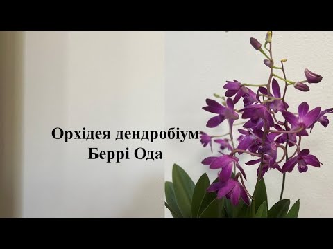 Видео: Орхідея дендробіум Беррі Ода