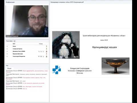Видео: "Калицивирус кошек"  Владислав Скороходов. 07 06 2019