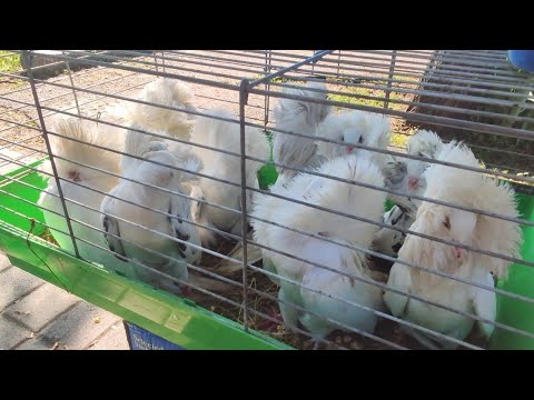 Видео: Ярмарка-выставка голубей, г.Вознесенск, Николаевская область. Часть 2