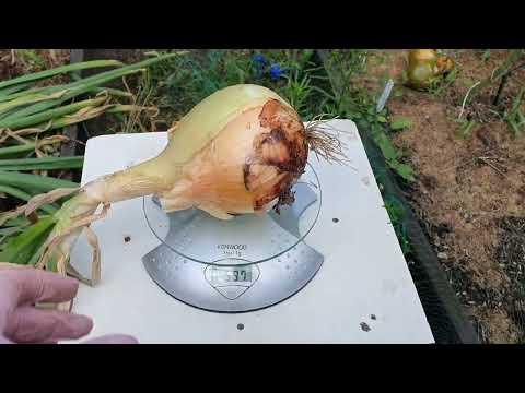 Видео: ВЫКОПАЛА ЛУК ЭКСИБИШЕН. ПОЛУЧИЛСЯ ОТЛИЧНЫЙ!