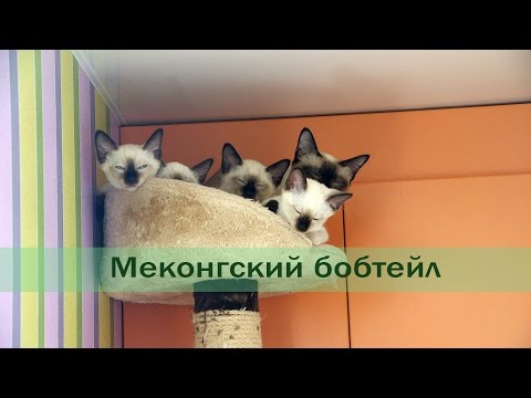 Видео: Меконгский бобтейл