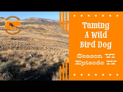 Видео: Первые очки Джаспера и ОГРОМНЫЕ СТАИ! — Укрощение дикой охотничьей собаки — Сезон VI, Эпизод IV