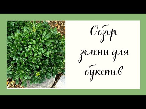 Видео: Обзор зелени для букетов