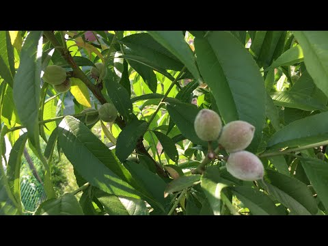 Видео: Персики и абрикосы, которые растут у меня во дворе | Чувашия