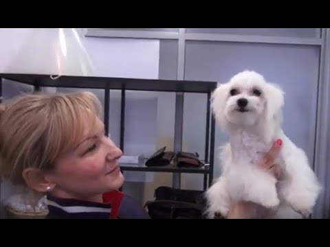 Видео: Уход за белой шерстью питомца