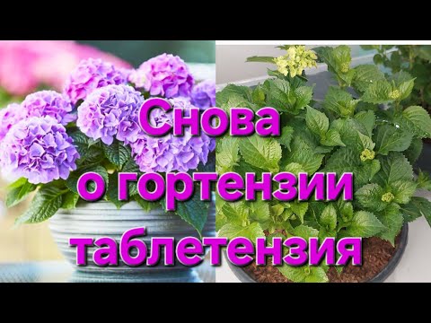 Видео: Появились корешки🌸 Будут ли саженцы в продаже?