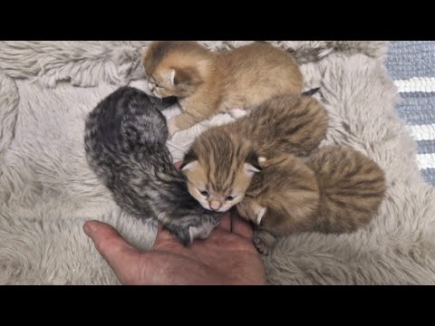 Видео: Котятам Шанель 12 дней 😊 знакомство с Батей 😊