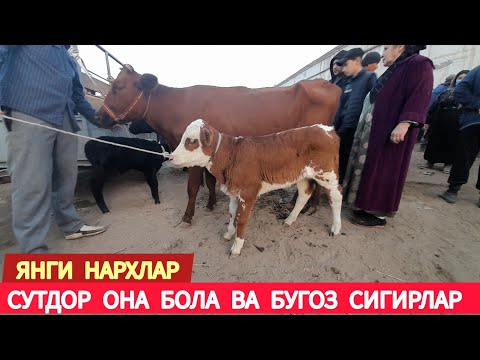 Видео: СУТДОР ОНА БОЛА ВА БУГОЗ СИГИР НАРХЛАРИ ХАЗОРАСП МОЛ БОЗОРИ 20 ОКТЯБРЯ 2024.Г