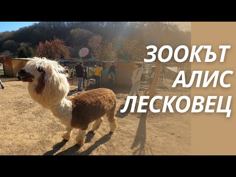Видео: Зоокът Алис, с. Лесковец 🦙🦆🐫 // Zoo Alice, Bulgaria