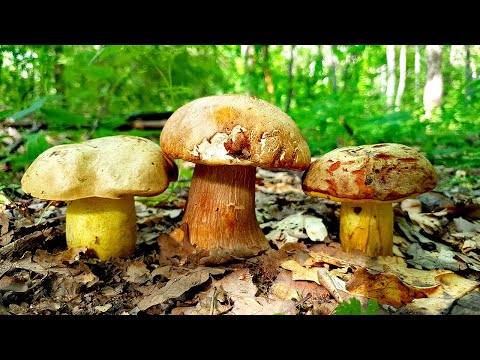 Видео: ПОЛУБЕЛЫЕ И БЕЛЫЕ ГРИБЫ! НАКОНЕЦ-ТО! БОЛЕТОВЫЕ НАПОЛНЯЮТ КОРЗИНУ ГРИБНИКА! ЛЕТНИЕ ГРИБЫ 2022!