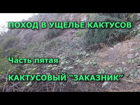 Видео: Поход в ущелье кактусов Часть 5 #кактусы #Чили #походвгоры #горныйтуризм #путешествия #приключения