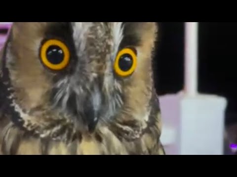 Видео: 7.09.2025г.Вечером. Архипо-Осиповка.