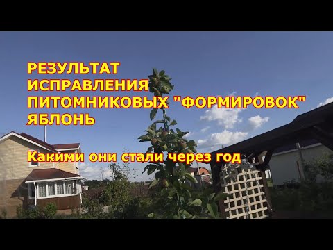 Видео: ФОРМИРОВКА САЖЕНЦЕВ ЯБЛОНЬ. КАК ВЫГЛЯДЯТ ЧЕРЕЗ ГОД. КАК КОРМИТЬ