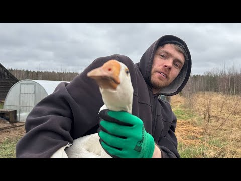 Видео: Апрельские хлопоты в деревне!