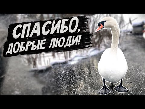 Видео: Белые лебеди, другая семья