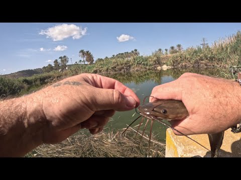 Видео: Рыбалка 30 09 2023. Израиль. Fishing 30.09. 2023. Israel.