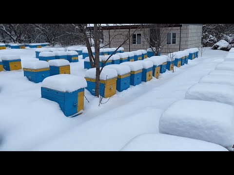 Видео: Проверка как зимуют пчелы, 2022 год, породы Карника и Бакфаст