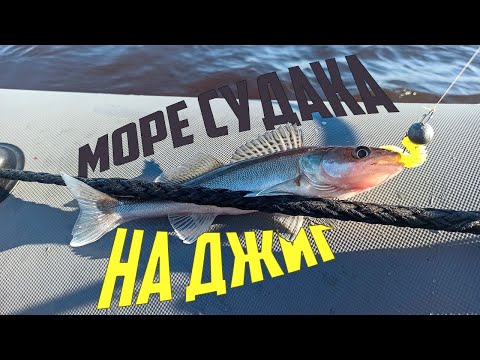 Видео: Судак практически на каждом забросе.  Ловля судака на Джиг. Рыбалка на Волхове. Щука напала на улов.