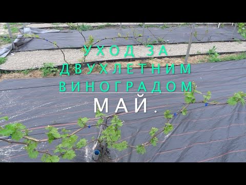 Видео: Уход за виноградом на второй год после посадки. Май. Нормировка побегов