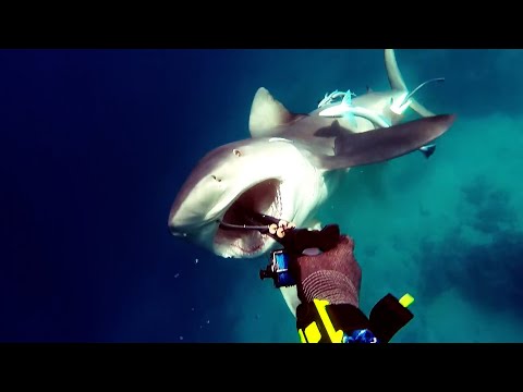 Видео: БЫЧЬЯ АКУЛА - гроза дайверов и рыбаков, способная жить даже в РЕКАХ!