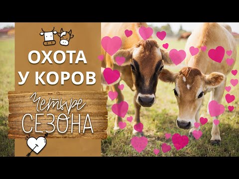 Видео: Как понять, что корова в охоте? | Что такое охота у коров?